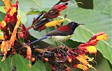 Black-throated Sunbird